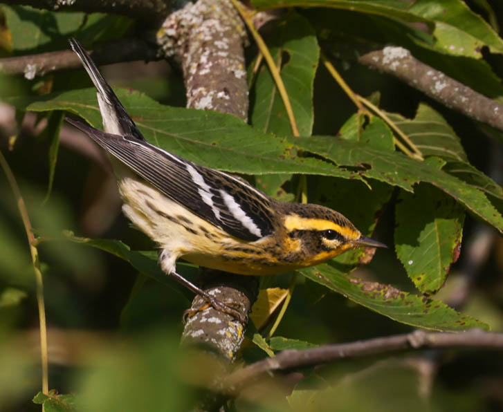 Blackburnian Warbler (fall adult male)