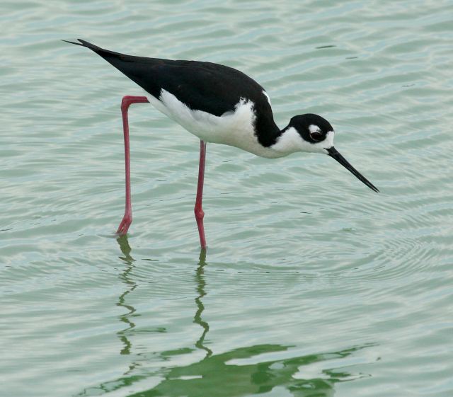 Black-necked Stilt photo #3