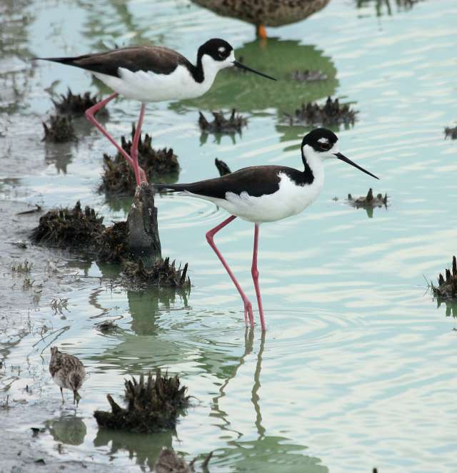 Black-necked Stilt photo #4