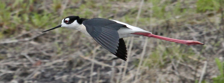 Black-necked Stilt photo #1