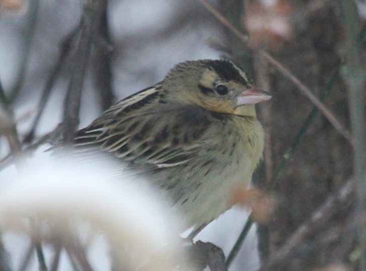 Bobolink