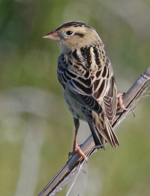 Bobolink (female) Photo 1