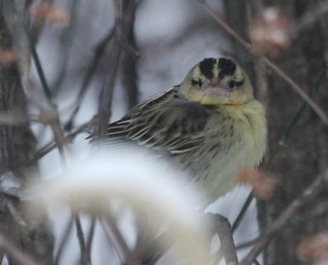Bobolink