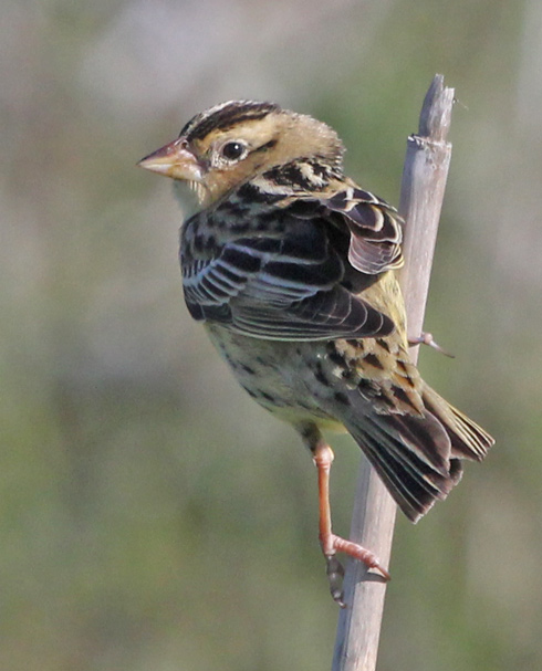 Bobolink (female) Photo 2