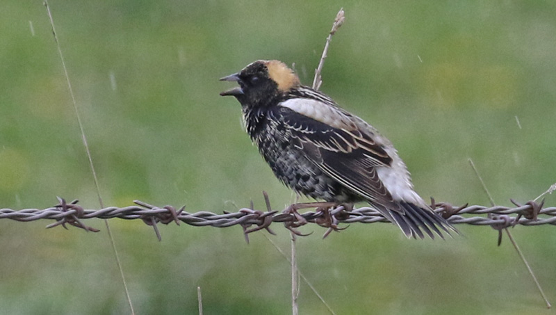 Bobolink