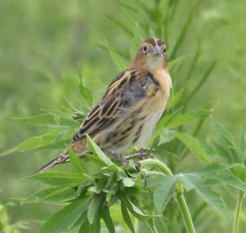 Bobolink