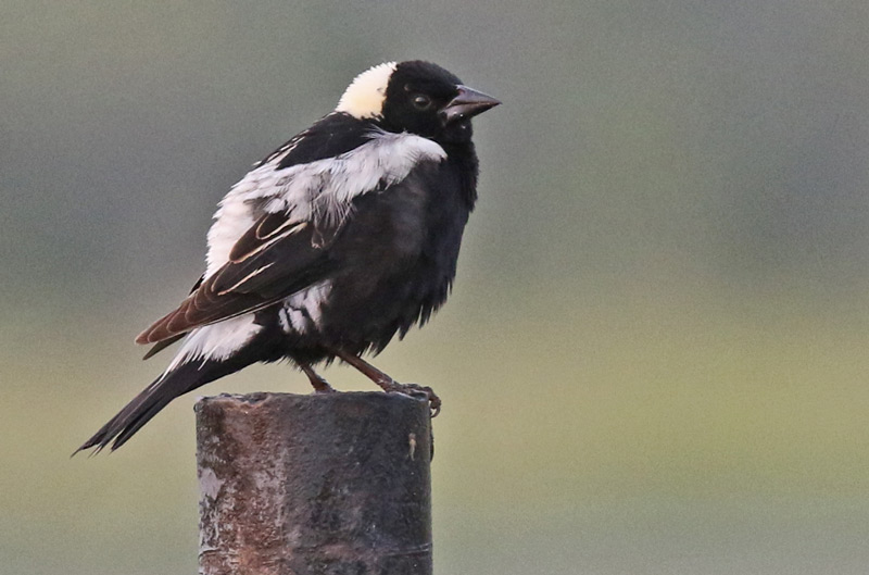 Bobolink