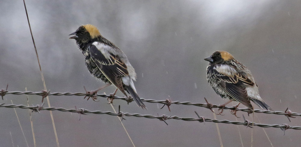 Bobolink
