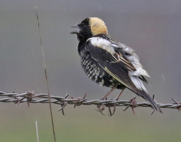 Bobolink