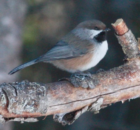 Boreal Chickadee photo #4
