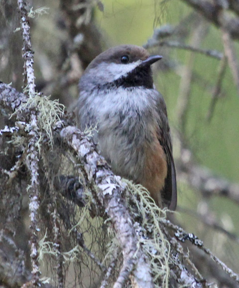 Boreal Chickadee photo #2