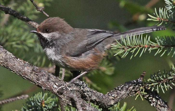 Boreal Chickadee