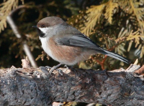 Boreal Chickadee photo #3