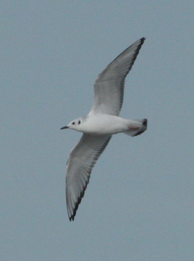 Bonaparte's Gull (juvenile in flight)