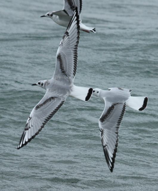 Bonaparte's Gull (juvenile in flight)