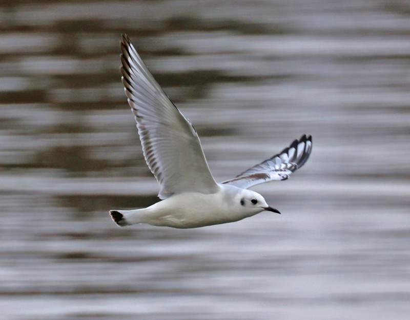Bonaparte's Gull (juvenile in flight)