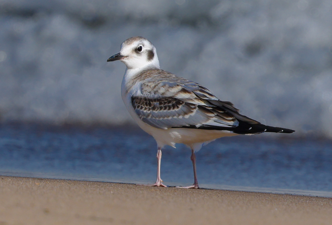 Bonaparte's Gull photo #2