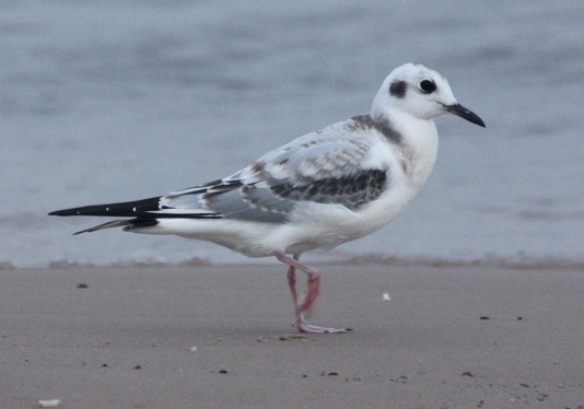 Bonaparte's Gull photo #4