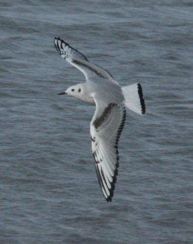 Bonaparte's Gull (juvenile in flight)