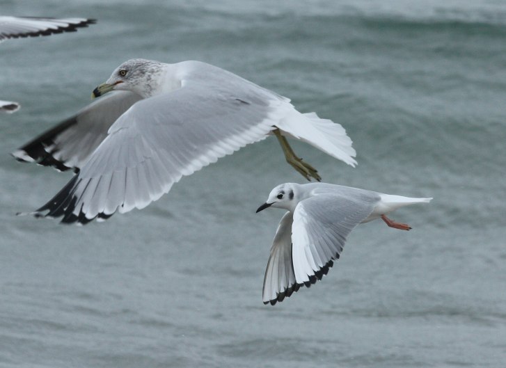 Bonaparte's Gull photo #8