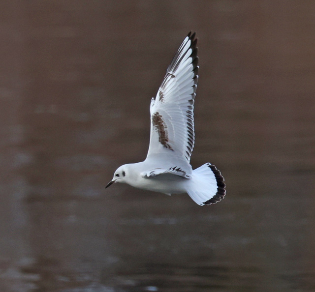 Bonaparte's Gull (juvenile in flight)
