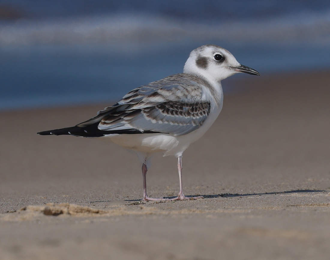 Bonaparte's Gull photo #1