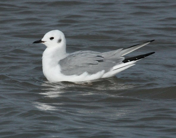 Bonaparte's Gull (non-breeding adult)