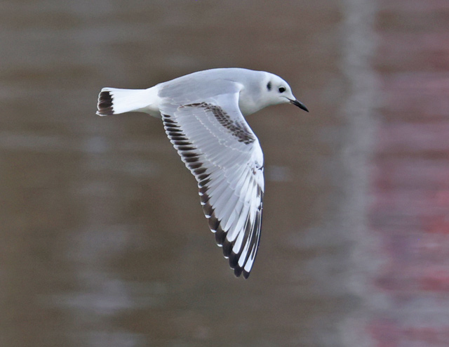Bonaparte's Gull (juvenile in flight)