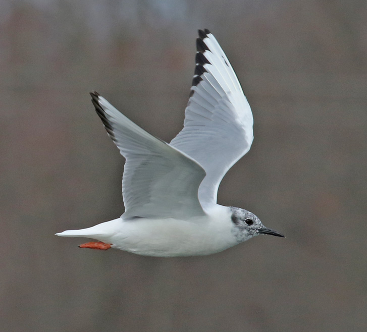 Bonaparte's Gull photo #2