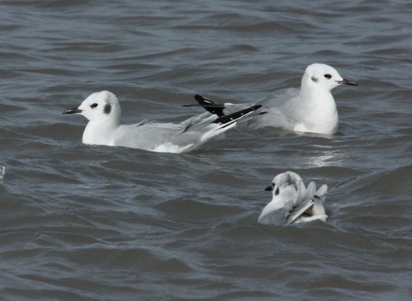 Bonaparte's Gull (non-breeding adult)