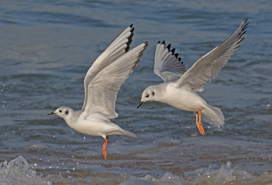 Bonaparte's Gull photo #5