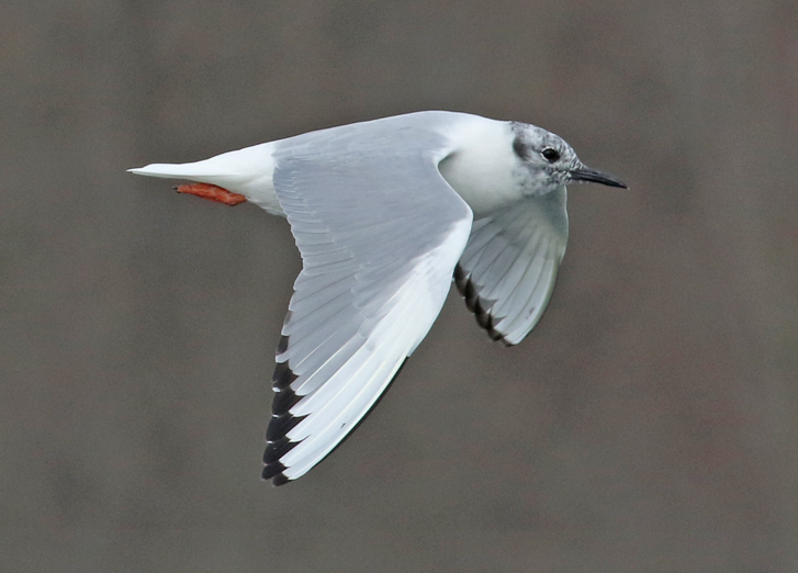 Bonaparte's Gull photo #1