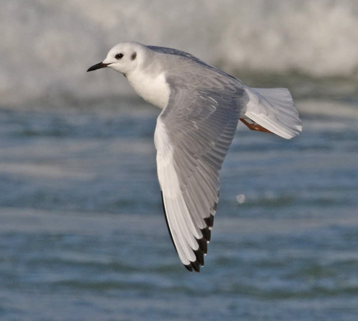 Bonaparte's Gull photo #2