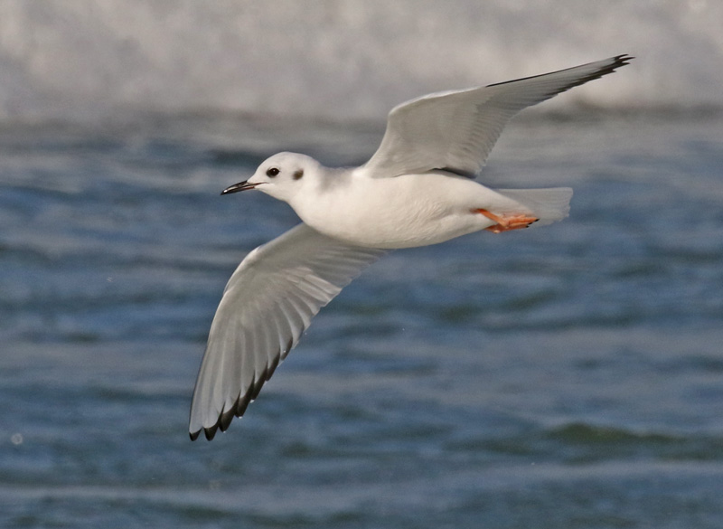 Bonaparte's Gull photo #3
