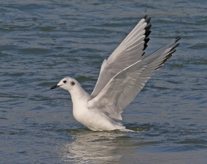 Bonaparte's Gull photo #6