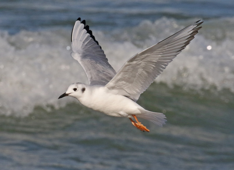 Bonaparte's Gull photo #1