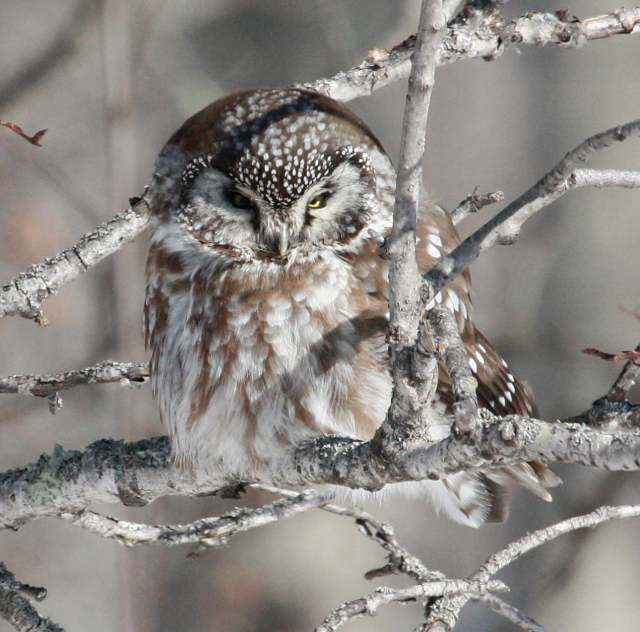 Boreal Owl photo #3