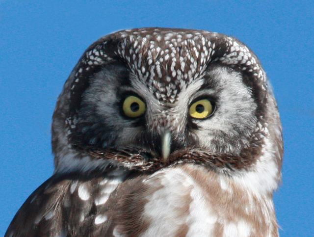 Boreal Owl photo #2