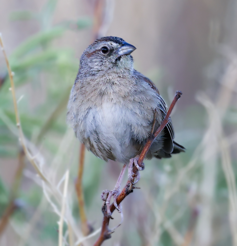 Botteri's Sparrow photo #3