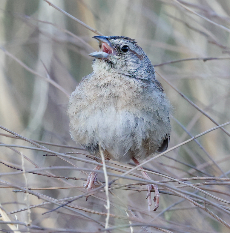 Botteri's Sparrow photo #2
