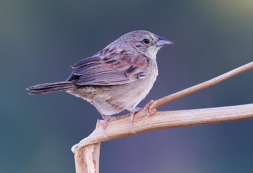 Botteri's Sparrow photo #1