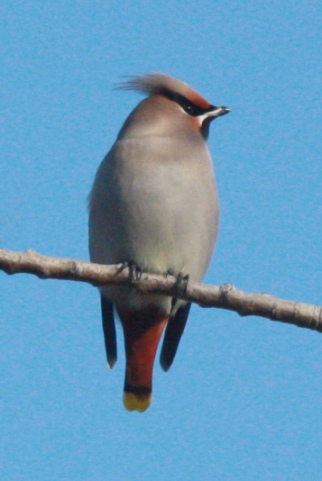 Bohemian Waxwing photo #1
