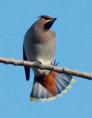 Bohemian Waxwing photo #2