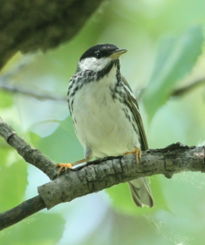 BLackpoll Warbler (spring male) photo #3