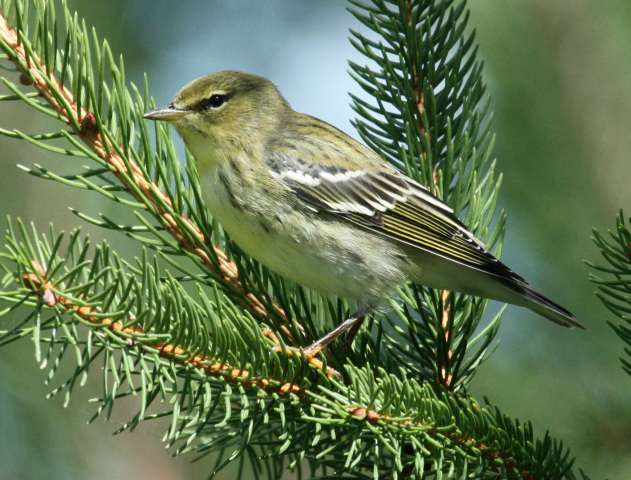 BLackpoll Warbler (Fall adult)