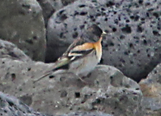 Brambling