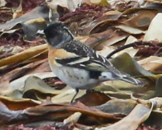 Brambling