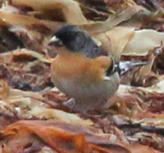 Brambling
