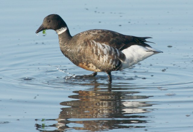 Brant (Pacific 