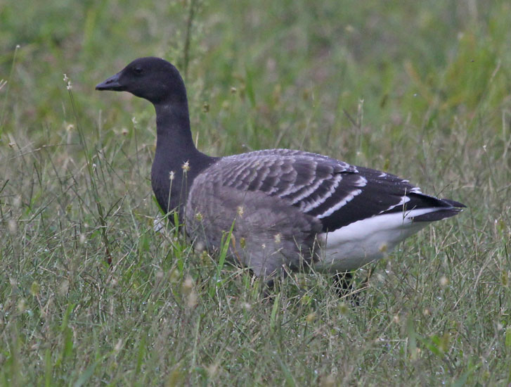 Brant (juvenile Atlantic 